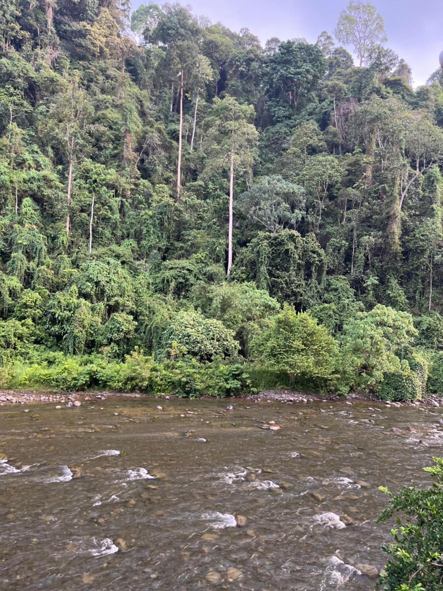 Ridho'S Homestay & Jungle Trekking Bukit Lawang Zimmer foto